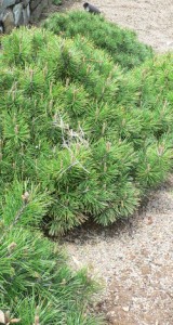 250px-Pinus_mugo