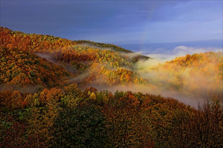 DECIZII IMPORTANTE LUATE DE CĂTRE MINISTRUL APELOR ȘI PĂDURILOR, DOINA PANĂ : ”NICIUN metru pătrat de pădure din România să nu mai rămână nepăzit”