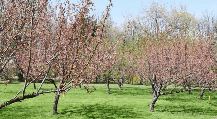 Deschide gradina japoneza