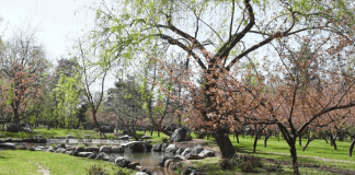 Gradina Japoneza