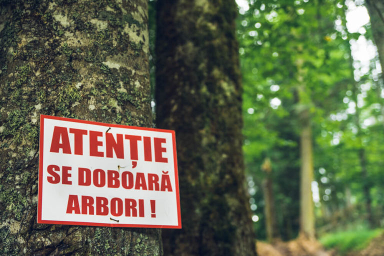 Senator USR: Ministerul Apelor și Pădurilor amână defrișarea a 56 de hectare de pădure de la Certe