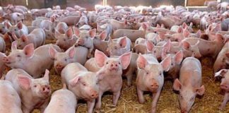 porci