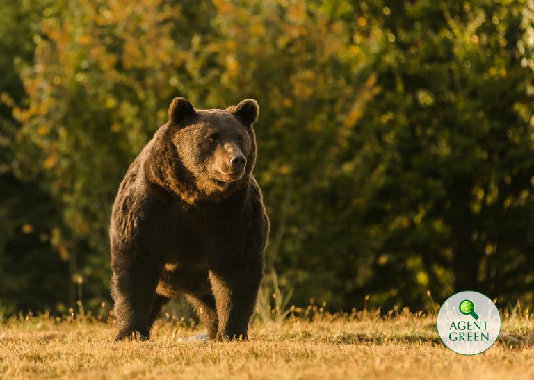 Un parlamentar intervine în scandalul împușcării lui Arthur, regele urșilor din România: Mă voi ocupa de întocmirea unui proiect de lege care să STOPEZE vânătoarea „sportiva”
