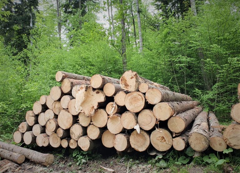 UE contestă în cadrul OMC restricțiile la exportul de lemn impuse de Rusia