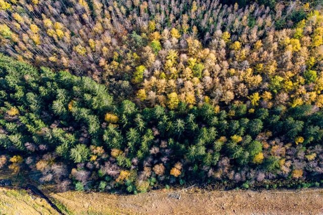 Comisia Europeană, angajament de un miliard de euro pentru protejarea pădurilor lumii