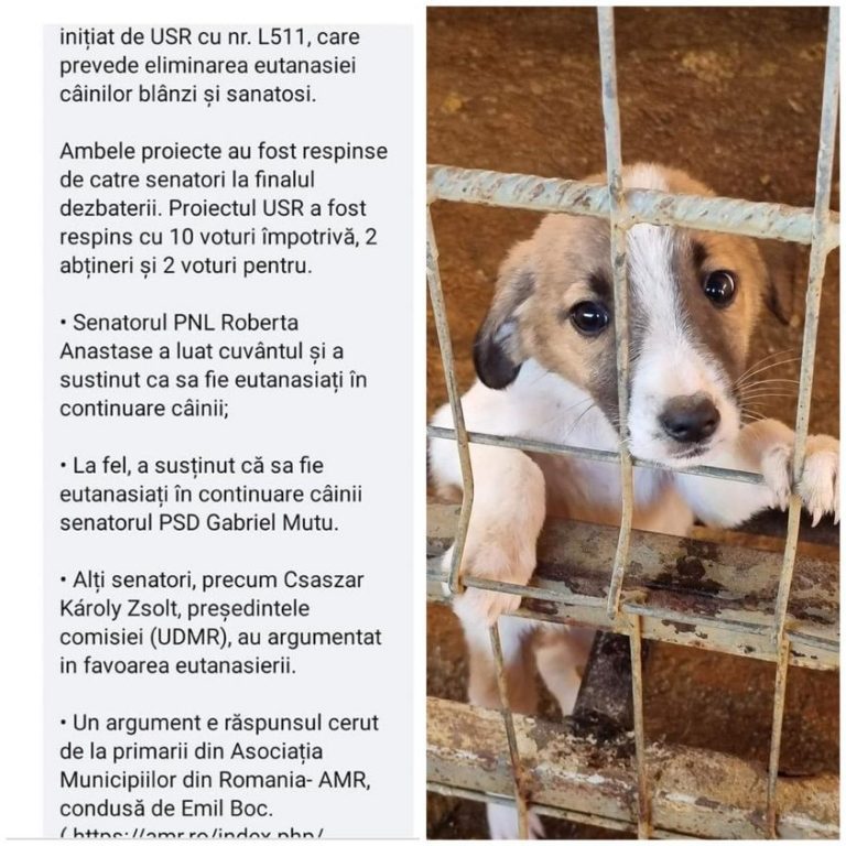 Antonel Tănase, după ce senatorii au respins în comisie două proiecte privind câinii fără stăpân: Roberta Anastase, senator PNL de Prahova, a susținut ca sa fie eutanasiați în continuare câinii. Aceeași poziție a avut și senatorul PSD Gabriel Mutu