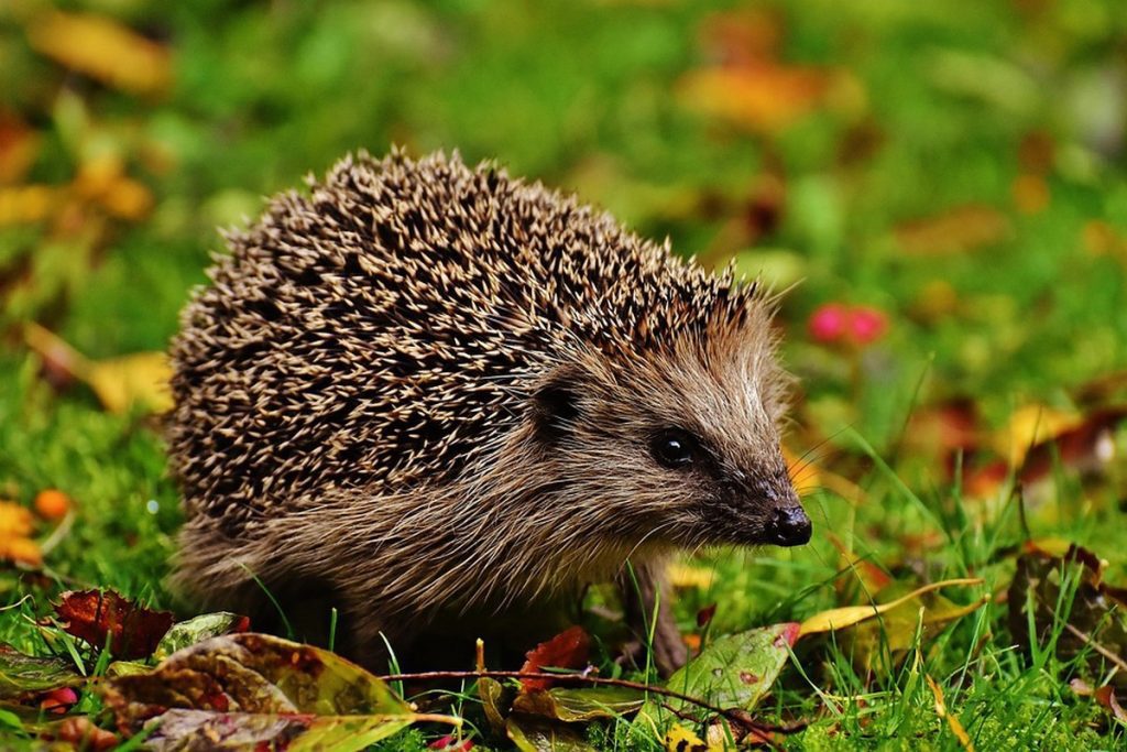 IN THE ANIMAL WORLD/A hedgehog family makes home in a Research and Development Station for Horticulture