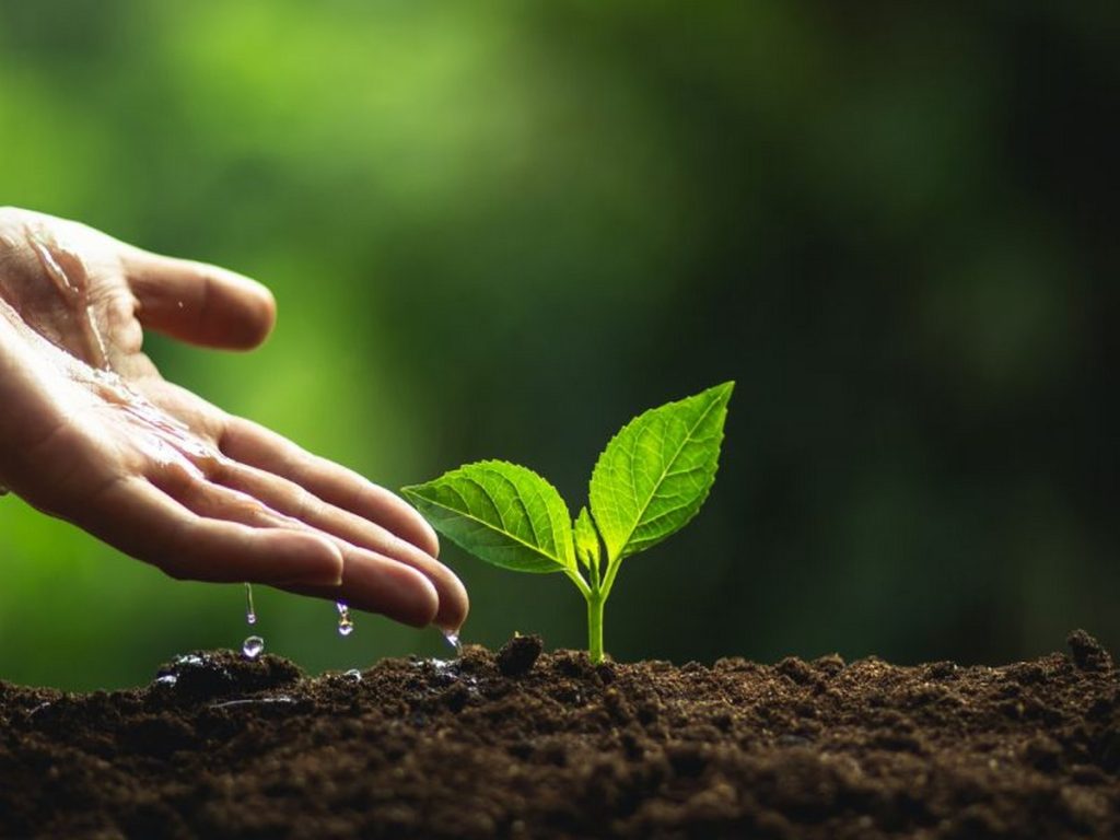 More than 730,000 saplings planted in 2022 under Planting Good Deeds in Romania initiative