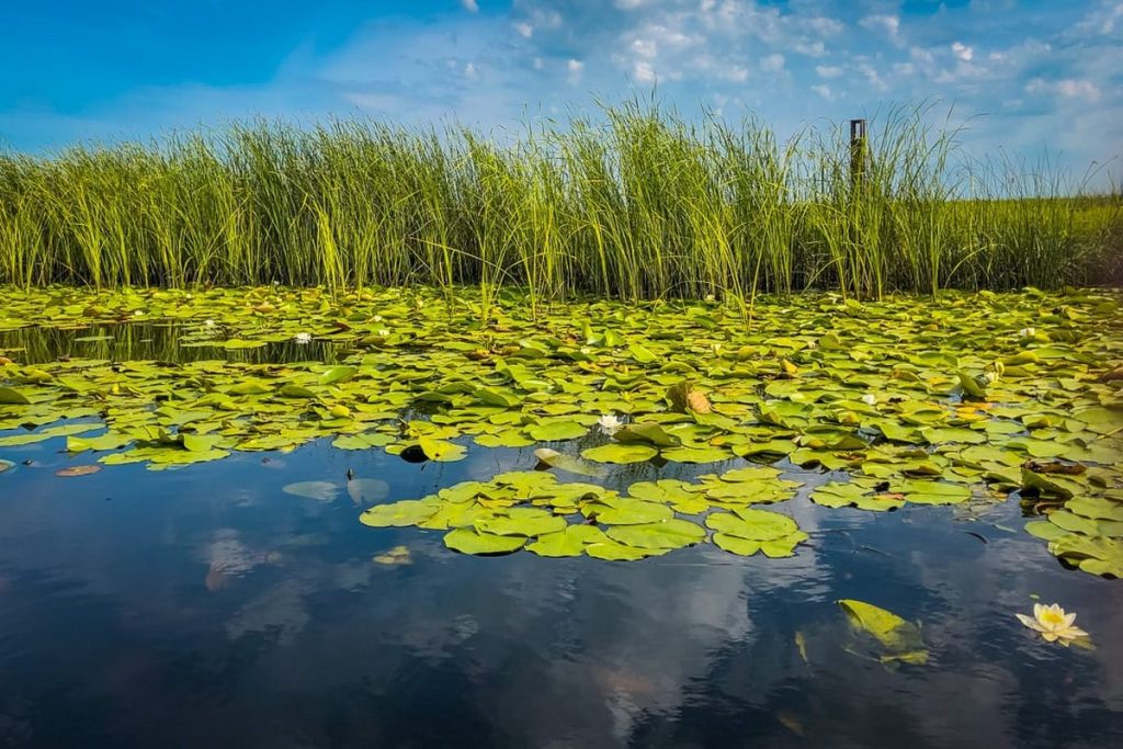 Danube Delta Reserve Day to be marked by baby sturgeon release ceremony