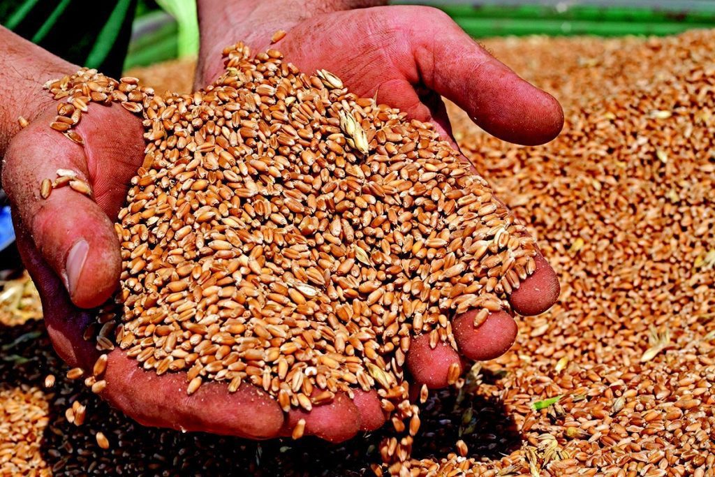 Romanian gov't waiting for export control measures from Ukraine to prevent distorsion of grain market