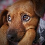dog g4869ebac1 640