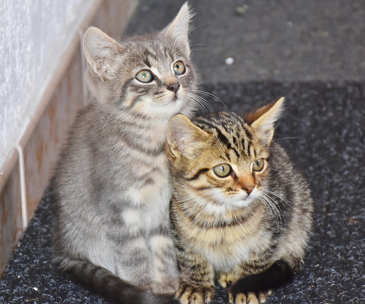 cats 1690258 1280