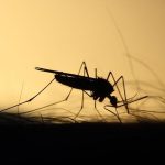 mosquito g20ec2cd9d 640