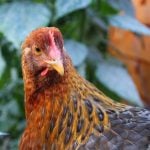 chicken ge523e01a2 640