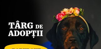 Târg de adopții pentru câini și pisici negre, de Halloween, la ParkLake din București